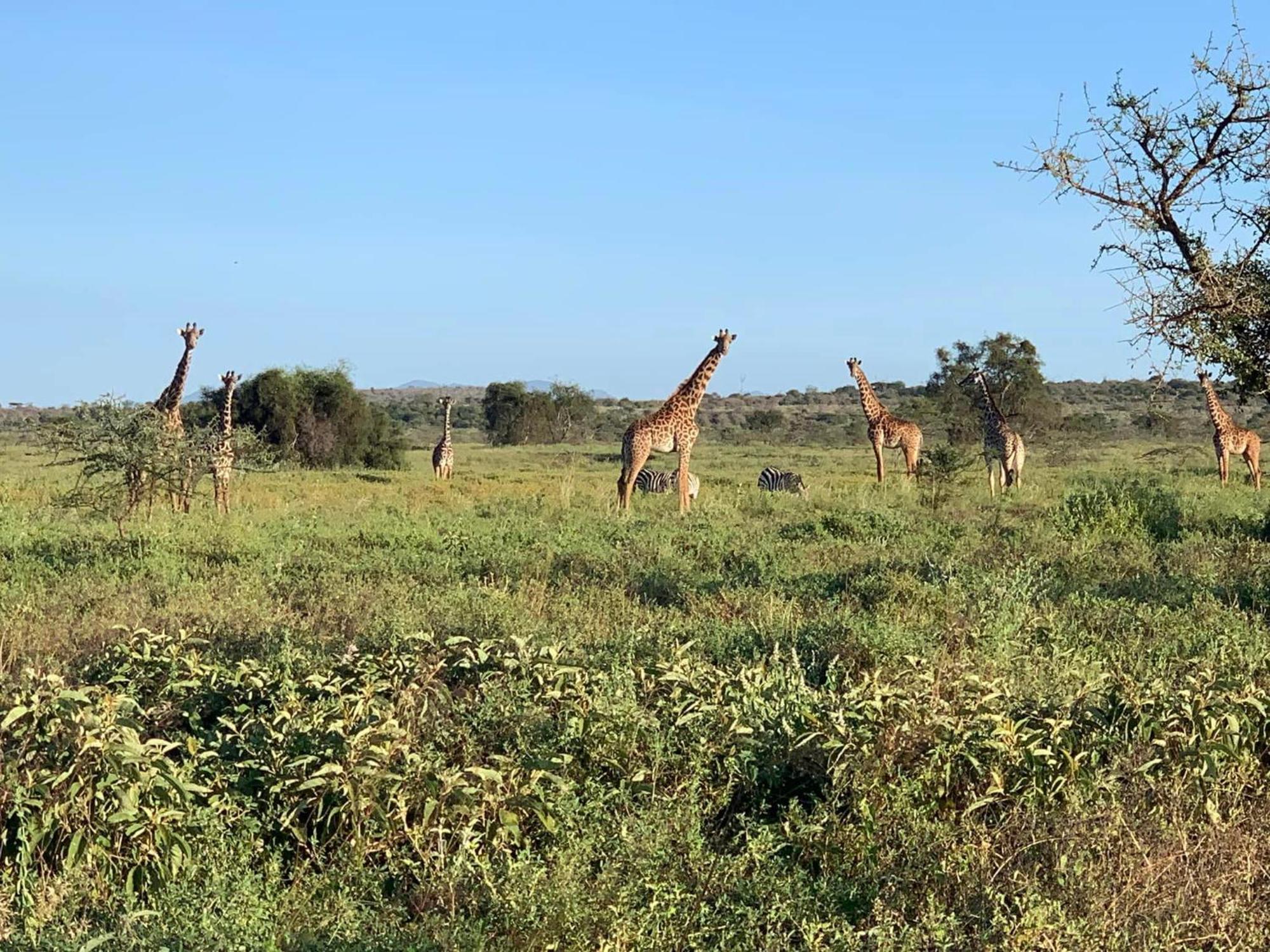 Amboseli Discovery Camp Exteriör bild