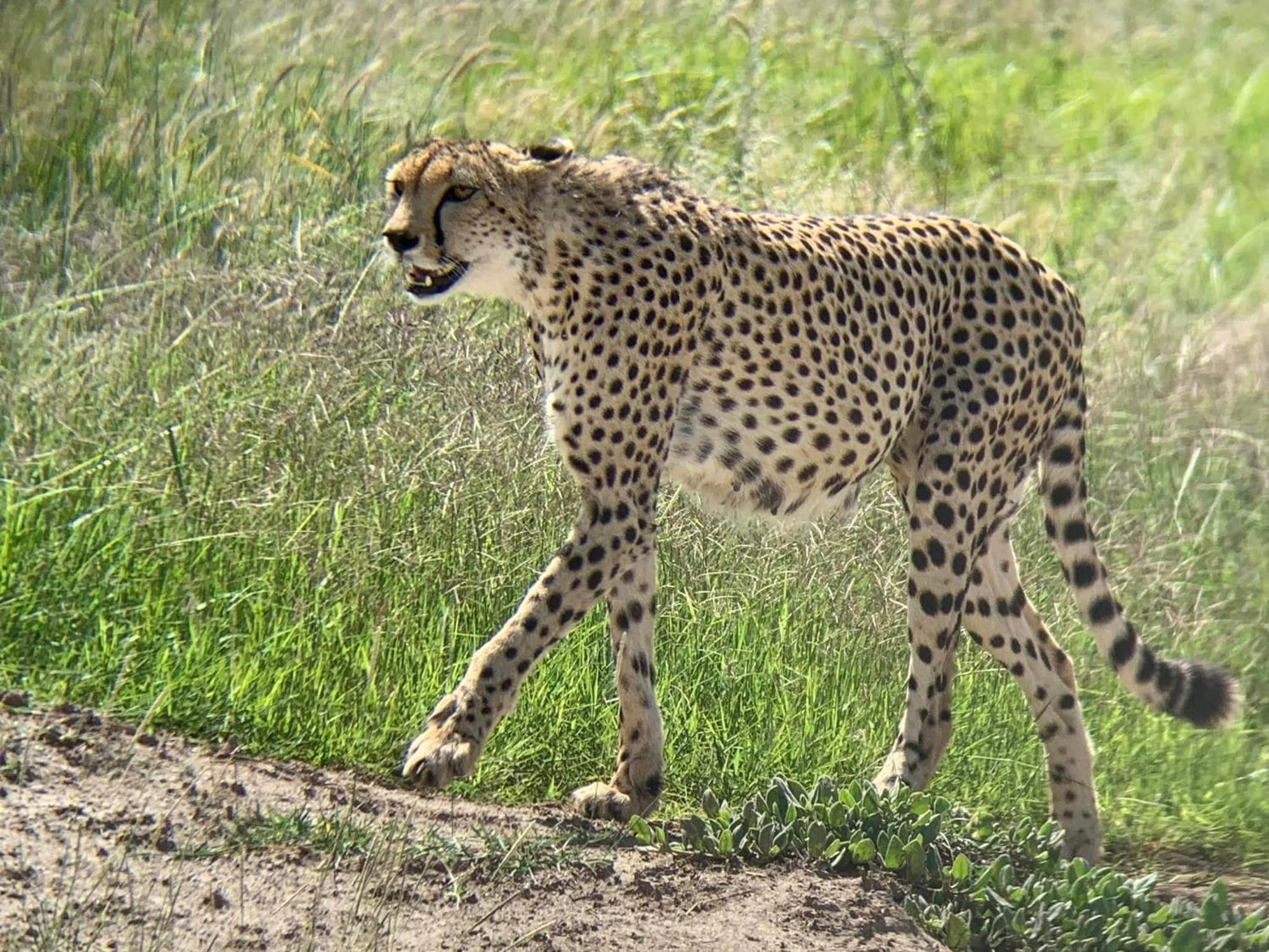 Amboseli Discovery Camp Exteriör bild