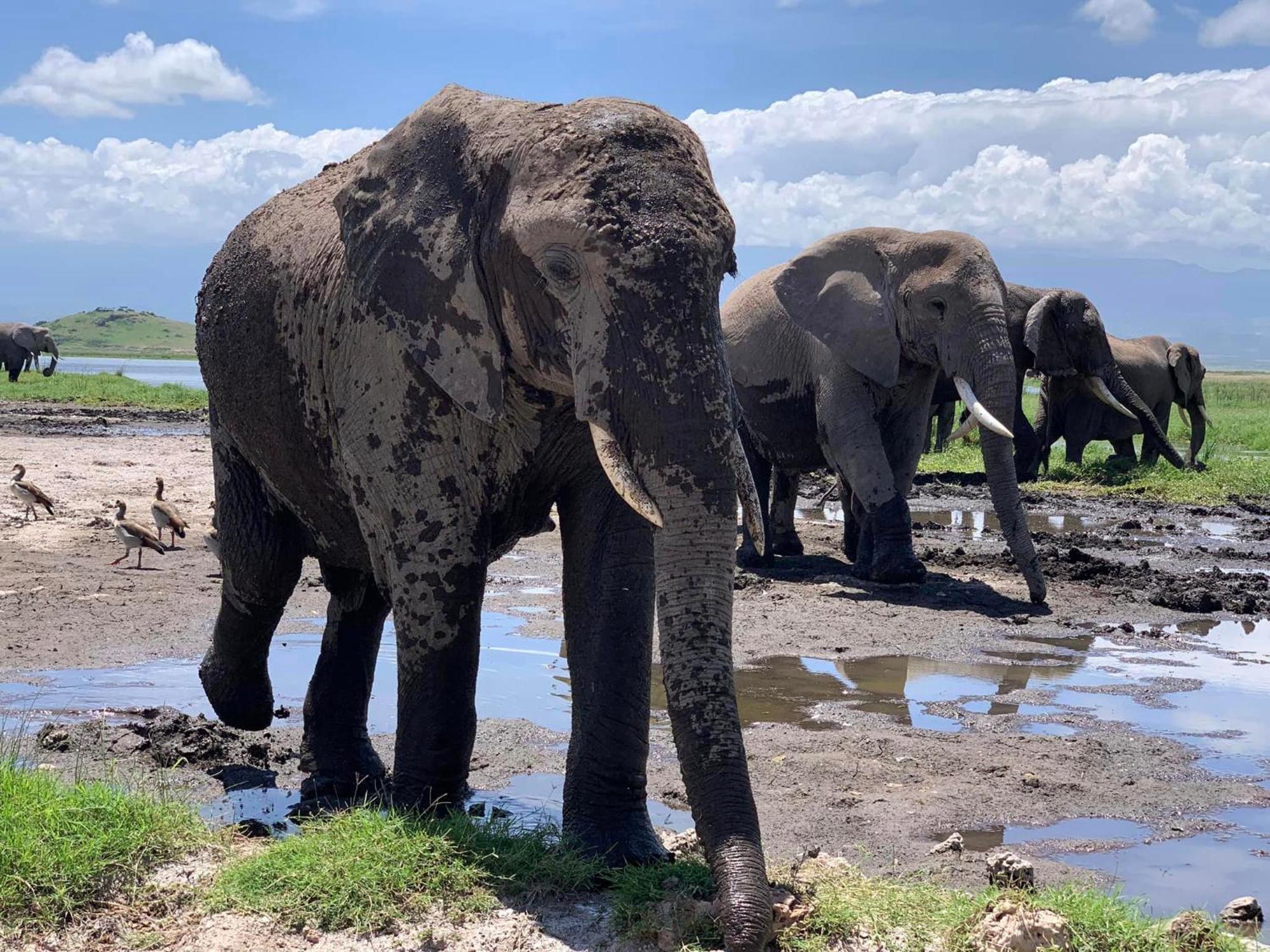 Amboseli Discovery Camp Exteriör bild