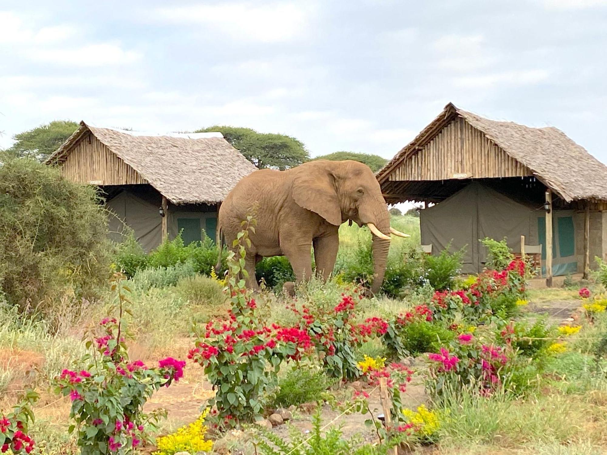 Amboseli Discovery Camp Exteriör bild